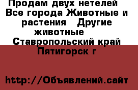 Продам двух нетелей - Все города Животные и растения » Другие животные   . Ставропольский край,Пятигорск г.